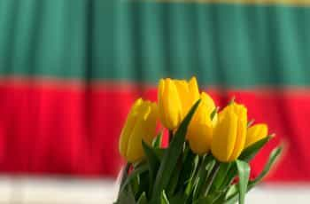 A bunch of yellow tulips in front of a yellow, green, and red flag.